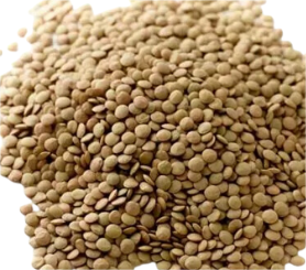 عدس حب صغير