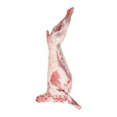 خروف افريقي