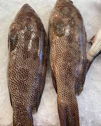 سمك هامور ملص صغير