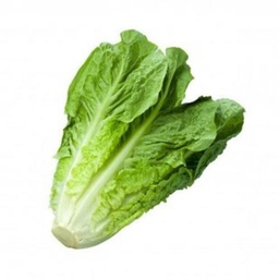 [00004] خس بلدي