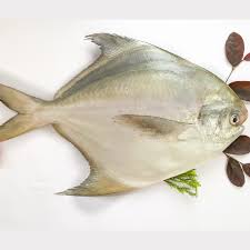 [00081] سمك زبيدي مجمد بالكيلو