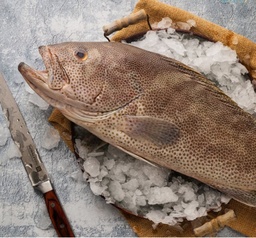 سمك هامور وسط